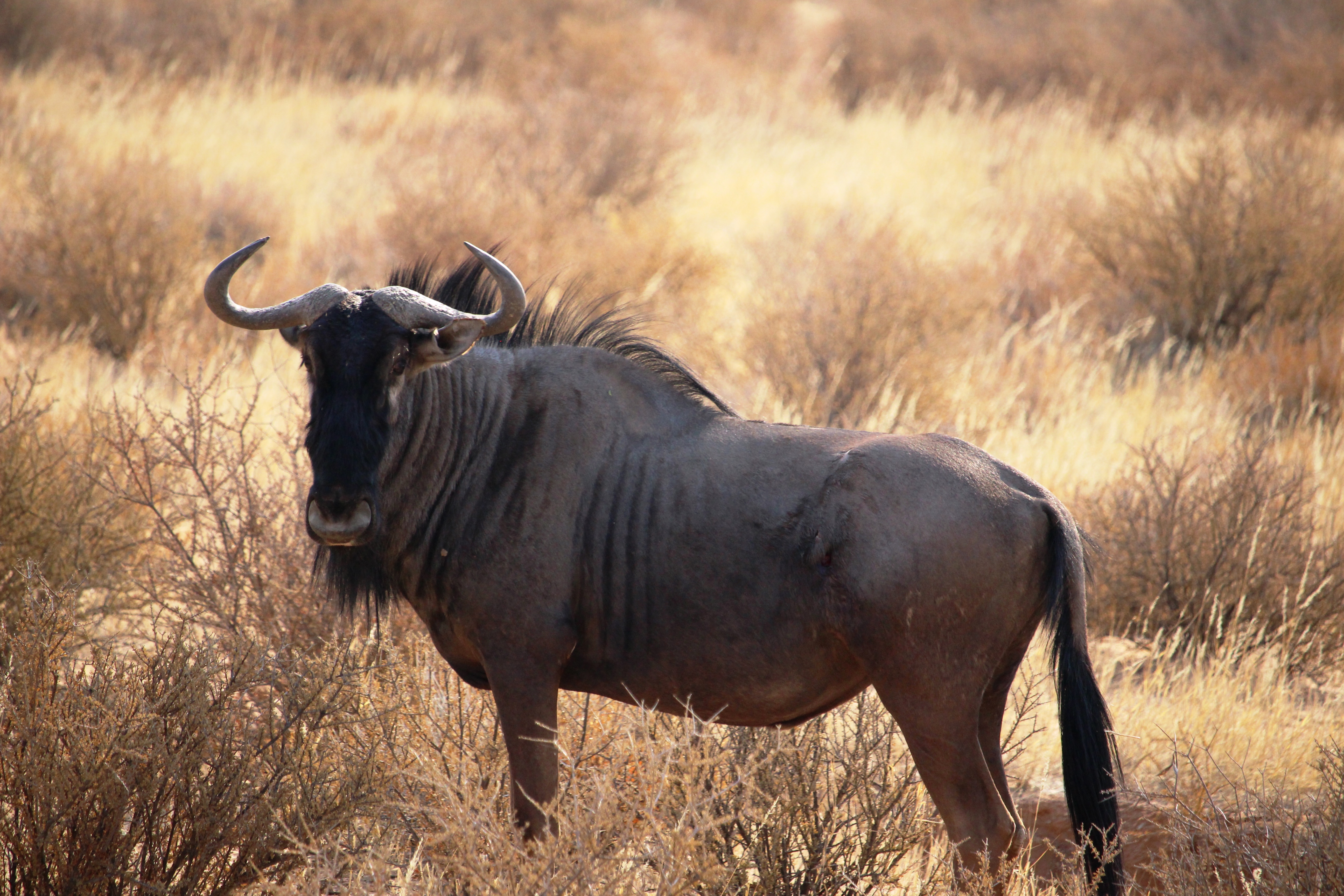 Wildebeast